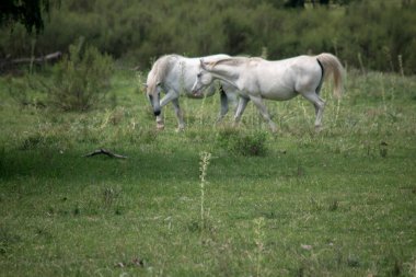 beyaz atın alanları