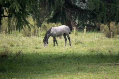 Farmland. Horse in the fileds