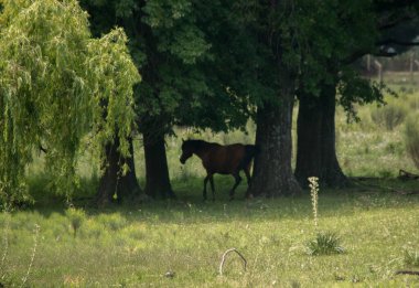 Farmland. Horse in the fileds