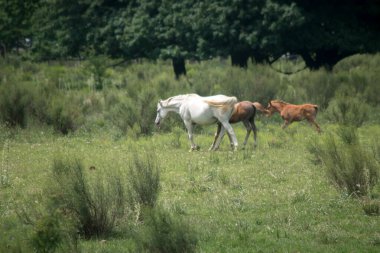 white horse with her foal