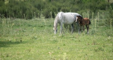 white horse with her foal