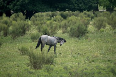 Farmland. Grey horse in the fileds