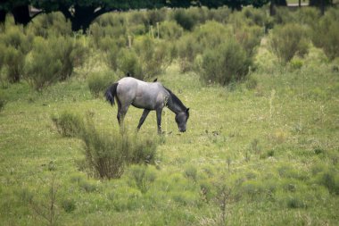 Farmland. Grey horse in the fileds