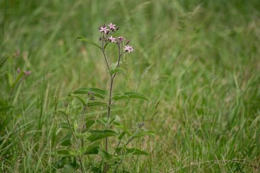 Tarlada pembe çiçekler