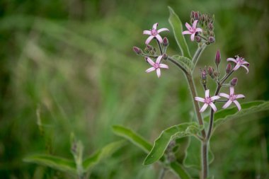 Tarlada pembe çiçekler