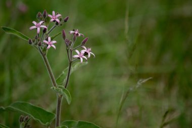 Tarlada pembe çiçekler