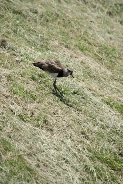 Close Vanellus Chilensis — Stockfoto