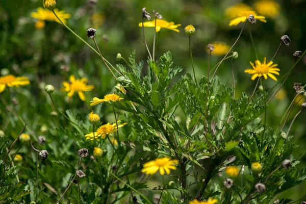 Tarlada pembe çiçekler