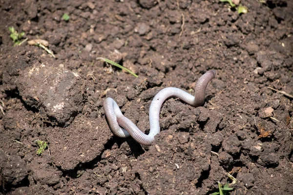 Close Ground Viper Soil Animal — стоковое фото