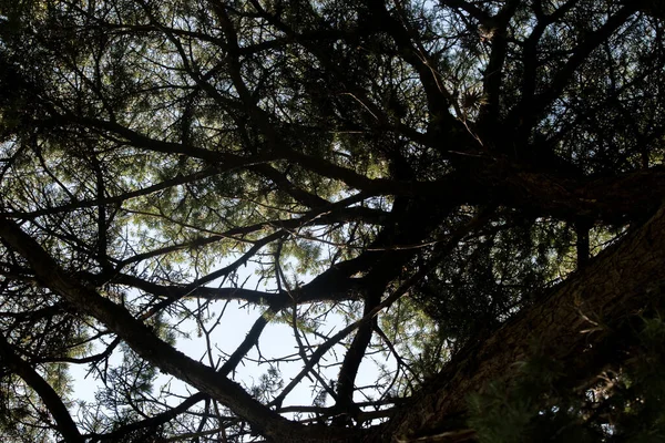 Nature Background Forest Tree Branches — Φωτογραφία Αρχείου