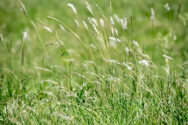 Close Grass Field — Stock Photo, Image