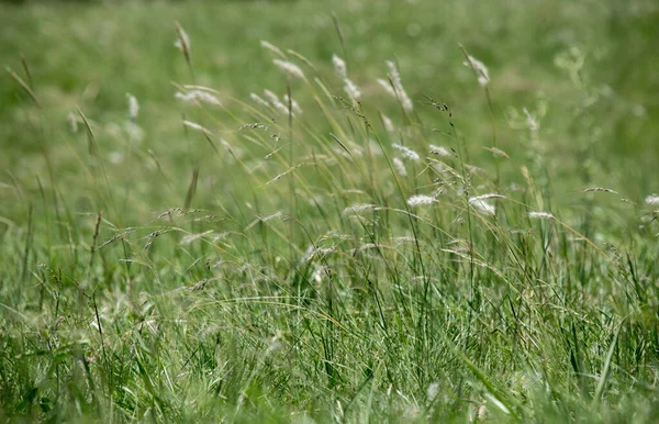 Close Grass Field — Fotografia de Stock