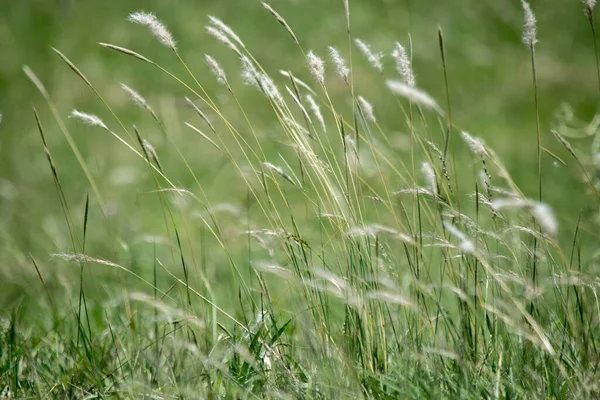 Close Grass Field — Stock Photo, Image