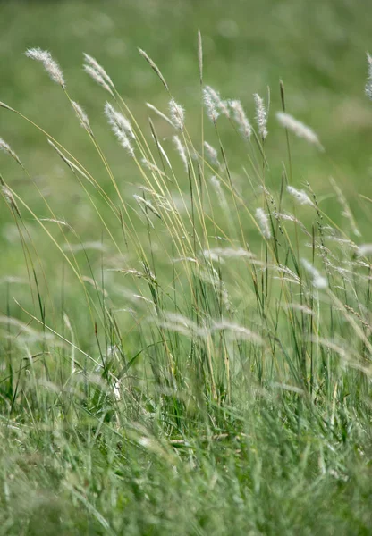 Close Grass Field — Stock Photo, Image