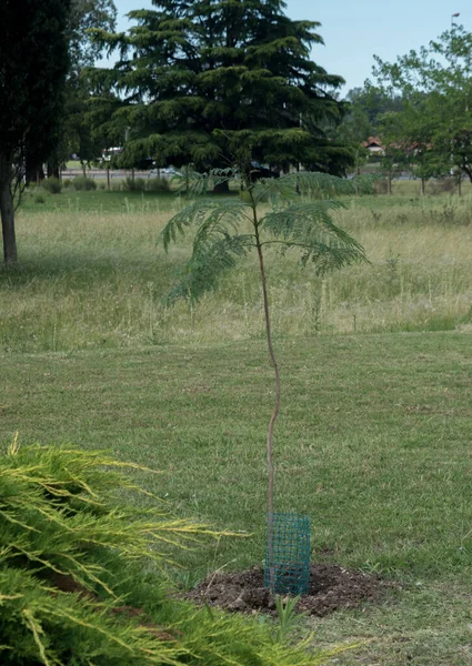 Tree Planting Garden Jacarand — Stockfoto