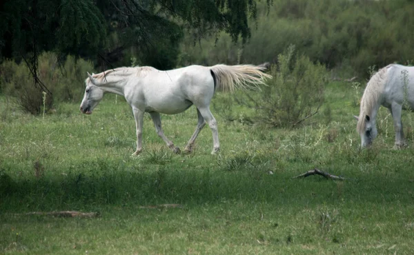 Cavalo Branco Nos Campos — Fotografia de Stock