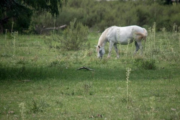 Білий Кінь Полях — стокове фото