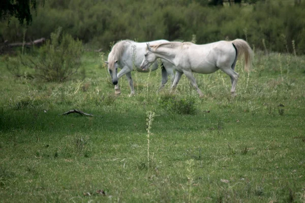 beyaz atın alanları