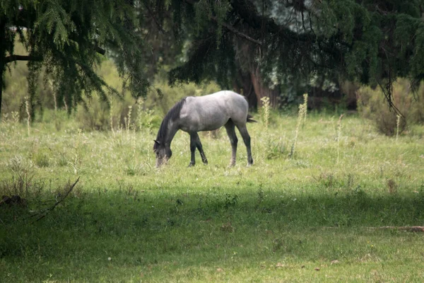 Farmland. Horse in the fileds