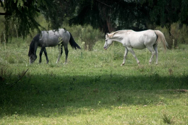Farmland. Horse in the fileds