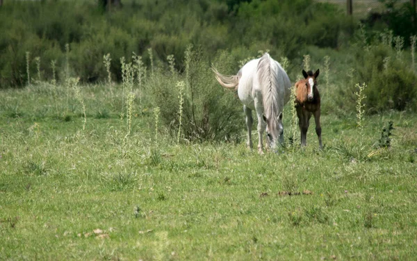 White Horse Her Foal — Stockfoto