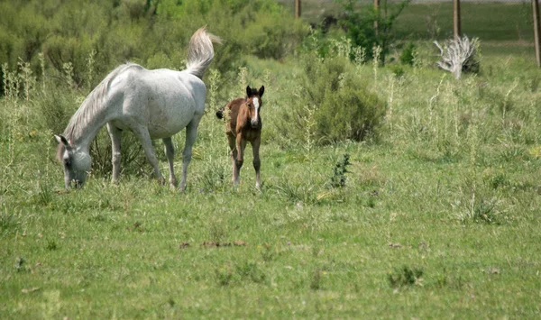 White Horse Her Foal — Photo