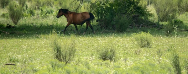 Farmland. Horse in the fileds