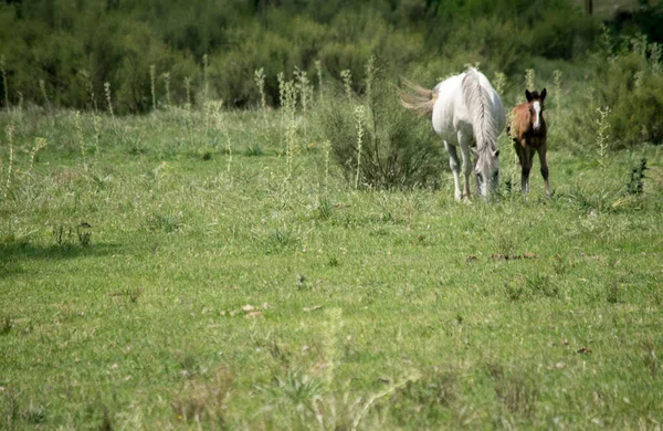 White Horse Her Foal — Zdjęcie stockowe