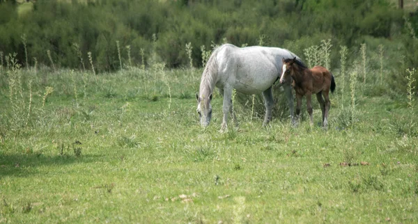 Caballo Blanco Con Potro —  Fotos de Stock