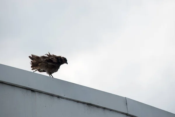 Little Bird Prey Standing Roof — Fotografia de Stock