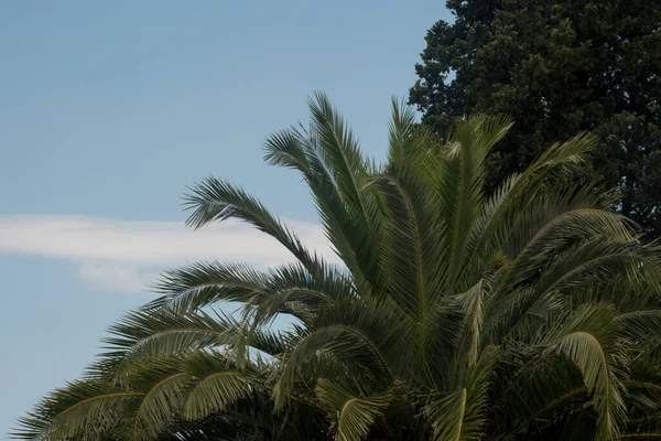 Leaves Palm Tree Palm Trees — Foto de Stock