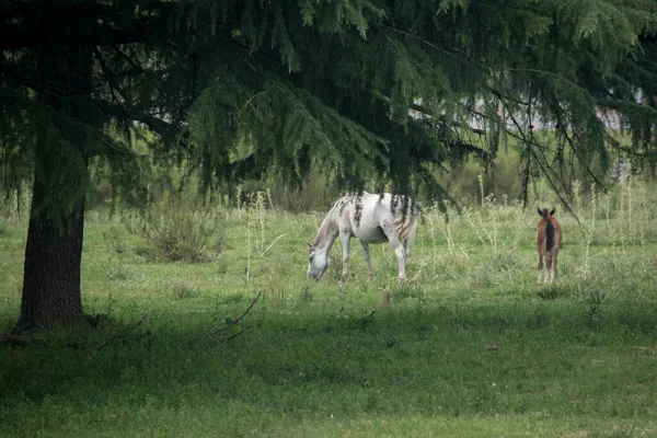 Cavalo Branco Nos Campos — Fotografia de Stock