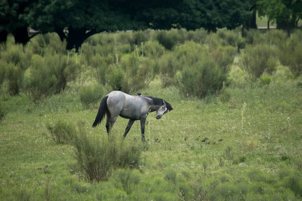 Farmland Grey Horse Fileds — Zdjęcie stockowe