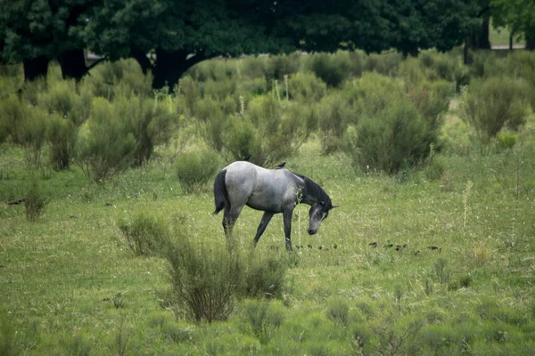 Farmland Grey Horse Fileds — Zdjęcie stockowe