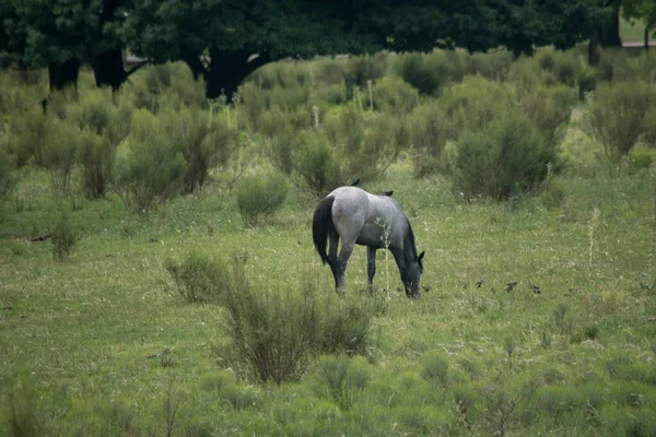 Farmland Grey Horse Fileds — Stockfoto