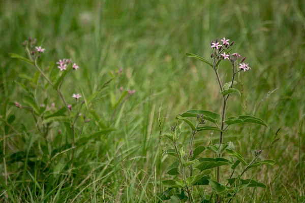 Tarlada pembe çiçekler