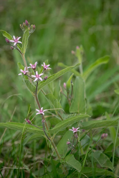 Tarlada pembe çiçekler