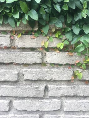white brick wall with leaves of a creeper
