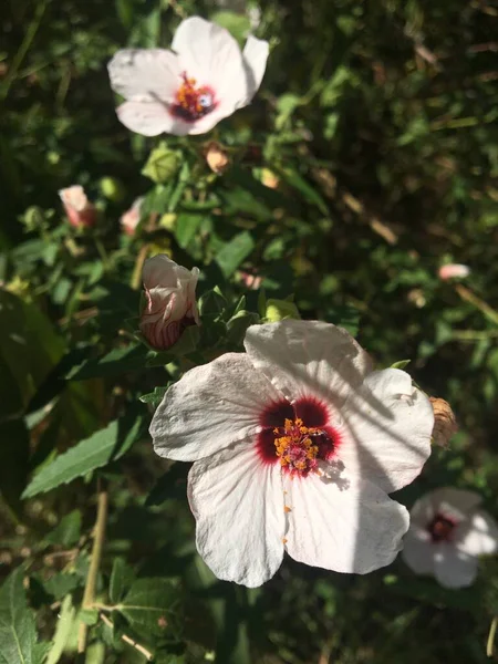 Bloemen Van Een Pavonia Hastata — Stockfoto