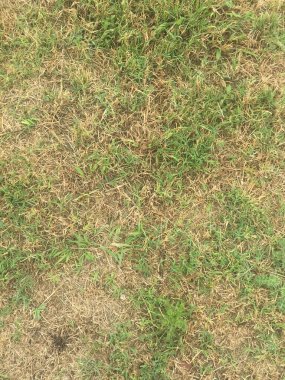 Yeşil çimenlerin dokusu