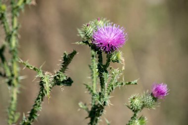 Bir devedikeni pembe çiçeklerine yakın çekim