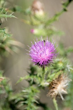Bir devedikeni pembe çiçeklerine yakın çekim