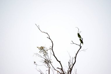 Kış ağacında iki papağan