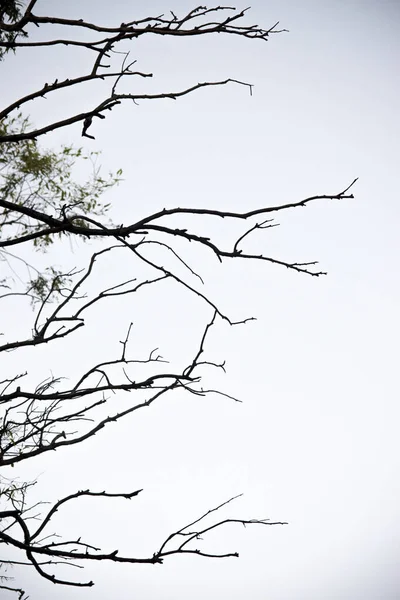 Δέντρο Κλαδιά Ένα Λευκό Ουρανό — Φωτογραφία Αρχείου