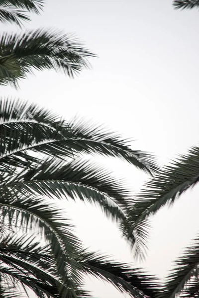 Hojas Palmera Sobre Fondo Blanco — Foto de Stock