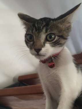 Küçük kedi. Evcil hayvanlar. Evcil hayvanlar