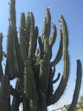 Büyük kaktüsler mavi gökyüzünde