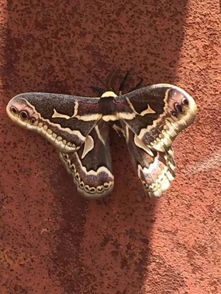 Primer Plano Una Mariposa Sobre Las Rocas — Foto de Stock