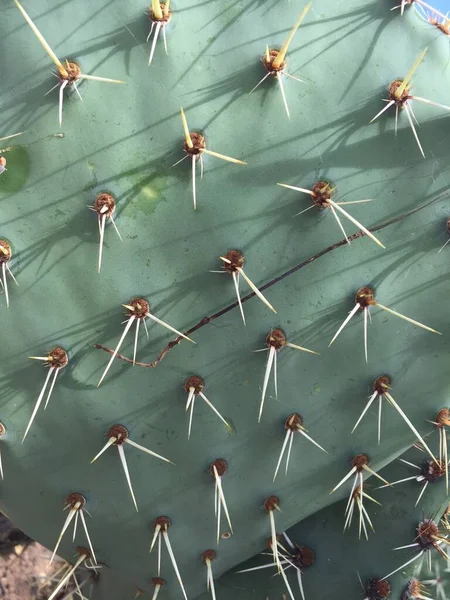 Detalle Las Espinas Cactus —  Fotos de Stock