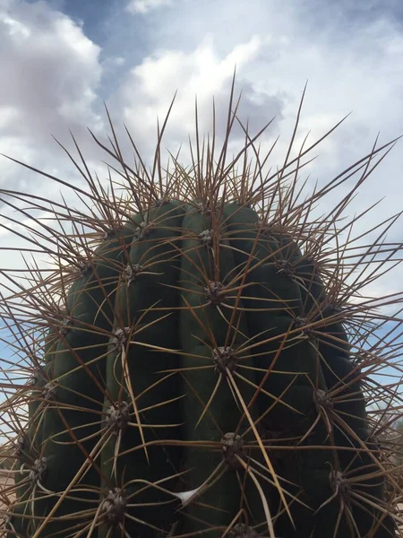 仙人掌刺的细节 — 图库照片